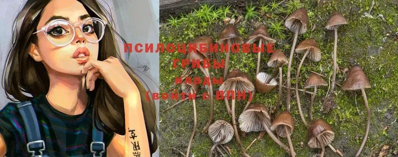 Галлюциногенные грибы MAGIC MUSHROOMS  где купить наркотик  Каменногорск 